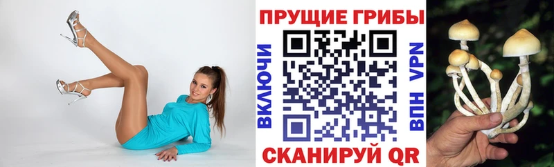 купить наркотики цена  Орлов  мега вход  Псилоцибиновые грибы GOLDEN TEACHER 